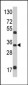 M6PR Antibody (N-term)